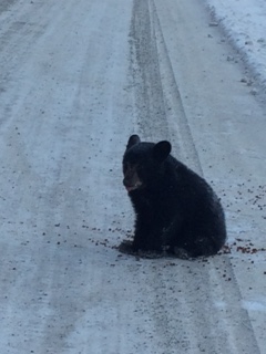 (PRINCE GEORGE, B.C.) November 10, 2016 — The cub was found in the Sinclair Mills area north east of Prince George.
