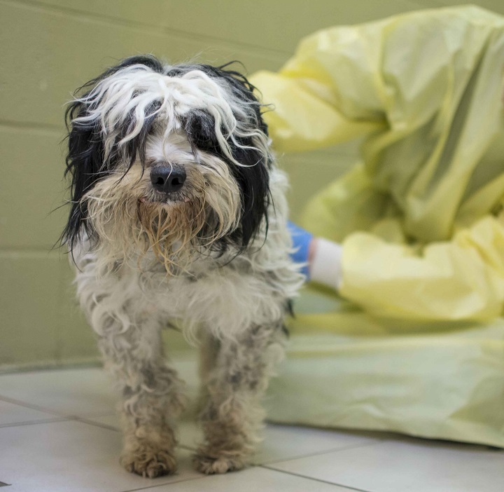 One of the dogs seized by BC SPCA from a breeder in Squamish on Nov. 30, 2016.