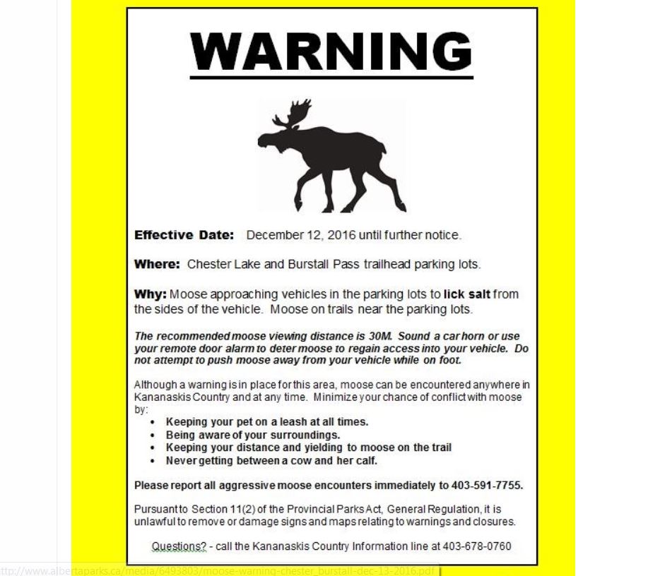 Warning about moose licking vehicles in Kananaskis: Alberta Parks - image