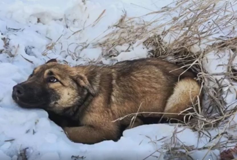 Nutmeg was found by the side of the road after spending hours there, injured and cold.