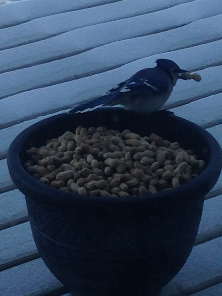Jan. 17: This Your Saskatchewan photo was taken at Jackfish Lake by Gloria Katsiris.