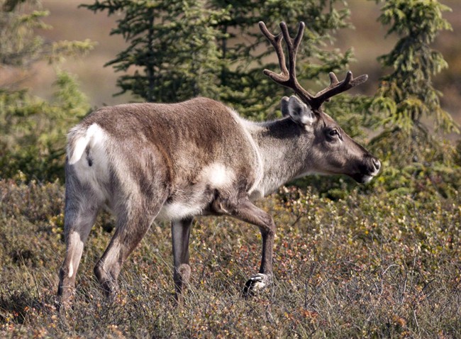 Federal government to get Alberta caribou recovery plan next month: minister - image