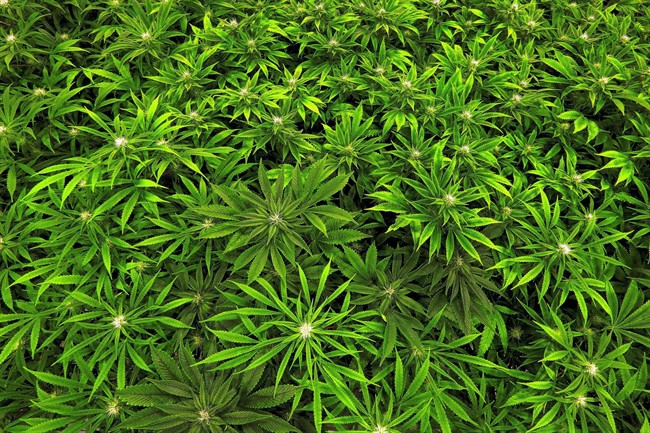 Saskatchewan RCMP have charged a B.C. man after officers found 22 pounds of marijuana during a traffic stop. 