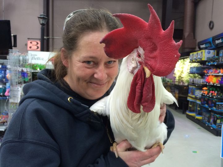 Aimee Diduck with her pet rooster Glen on Jan. 25, 2017.