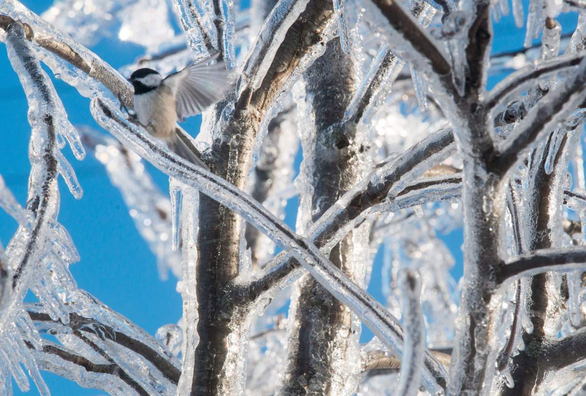 The military has begun to withdraw and power is fully back on as northeastern New Brunswick slowly returns to normal
following a powerful ice storm nearly two weeks ago.