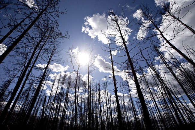Burned trees are shown in Saprae Creek near Fort McMurray, Alta, on Friday June 3, 2016. Loggers trying to harvest trees killed by the Fort McMurray wildfire last spring say they are finding only a third of the salvageable wood they expected to find. 
