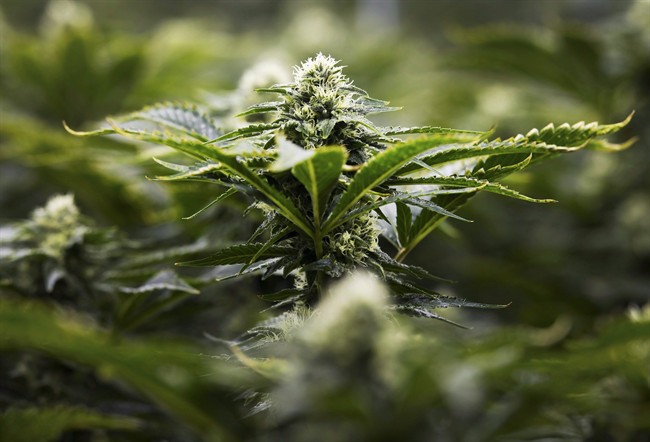 Marijuana is photographed at the growing facility in Markham, Ont., on Thursday, January 7, 2016.