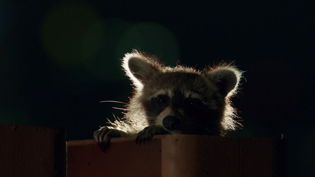 Toronto to deploy additional staff for cadaver pick-up requests amid raccoon distemper outbreak - image