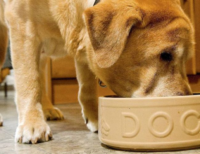 Veterinarians are warning Canadian pet owners to stop giving their pets medical marijuana as there "isn't enough evidence" to prove its safety.