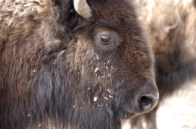 The abrupt death of a bison at the High Park Zoo on Saturday now has an investigation underway.