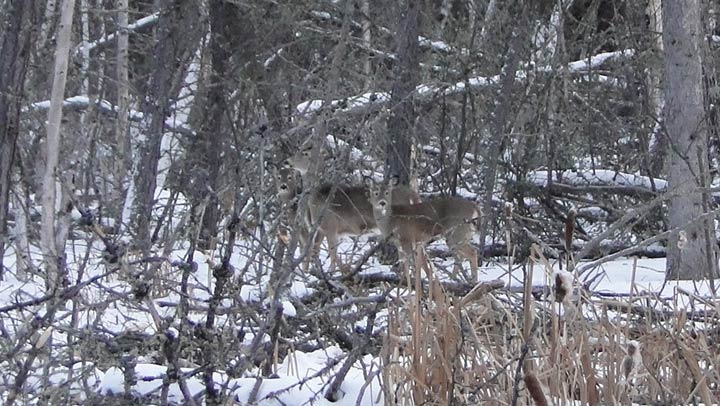 Feb. 5: This Your Saskatchewan photo was taken by Shelly Gerein at Meadow Lake Provincial Park.