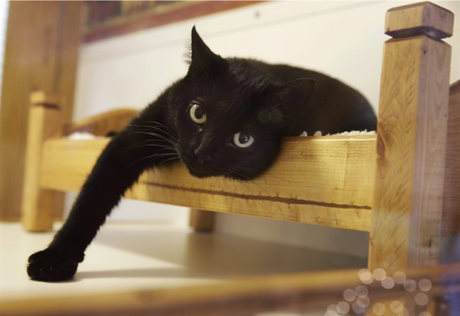 VCA Canada announced on Wednesday, May 16, 2018 it is banning elective feline partial digital amputation, commonly known as declawing.