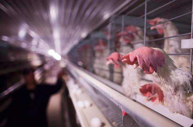 Rows of new enriched colony housing cages inside a hen barn on an egg farm in West Lincoln, Ont., on March 7, 2016.