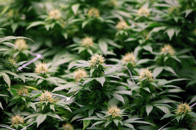 Growing flowers of cannabis intended for the medical marijuana market are shown at OrganiGram in Moncton, N.B., on April 14, 2016. A class action lawsuit has been filed against a New Brunswick medical cannabis producer after unapproved pesticides were used in their products.