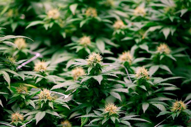 Growing flowers of cannabis intended for the medical marijuana market are shown at OrganiGram in Moncton, N.B., on April 14, 2016.