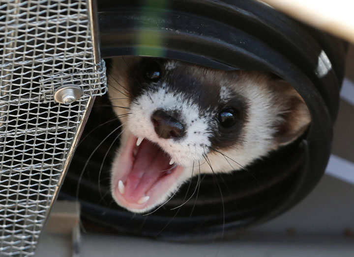 In this Oct. 5, 2015, photo, a black-footed ferret belts out warning during a release of 30 ferrets by the U.S. Fish and Wildlife Service at the Rocky Mountain Arsenal National Wildlife Refuge in Commerce City, Colo.