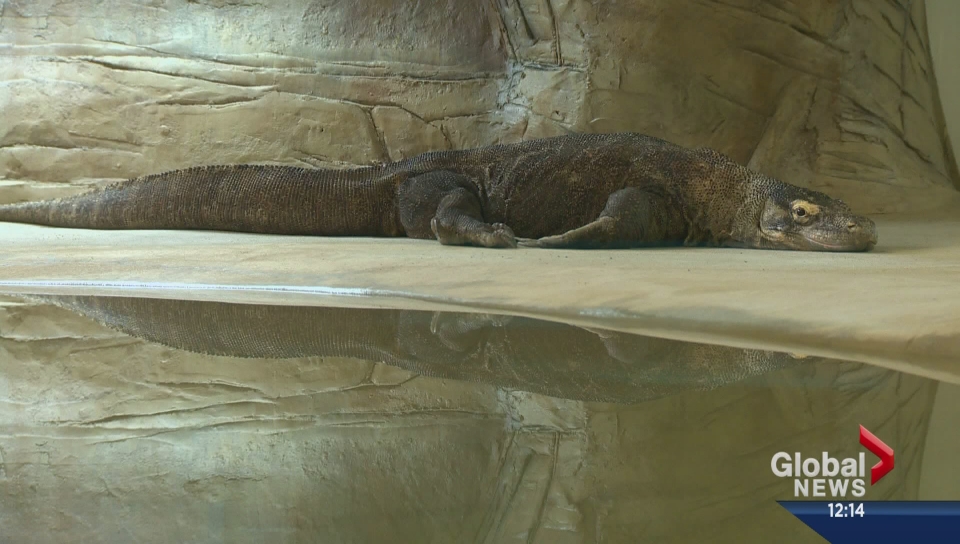 Calgary Zoo loaning Saskatoon Zoo two Komodo Dragons for the next year.