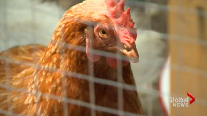 Backyard Chickens