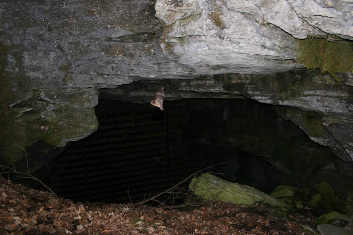 More preventative measures to stop bat disease from entering Okanagan - image