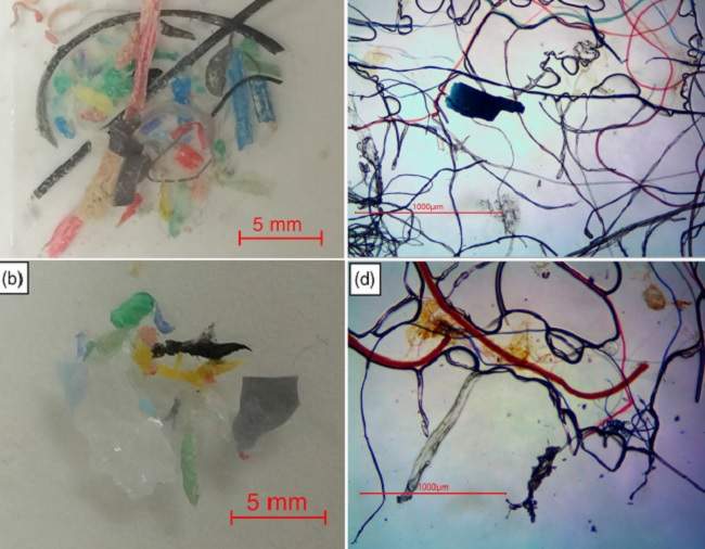 Examples of some microplastics Vermaire and the Ottawa Riverkeepers recovered during sampling.