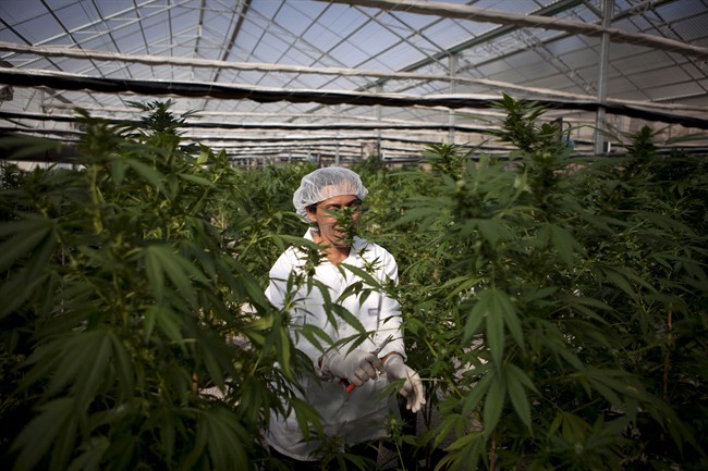 Delta Mayor Lois Jackson fears prime agricultural land will be overrun with greenhouses once legalization is in place.