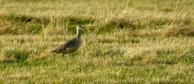 B.C. birding area grows with conservancy purchase - image