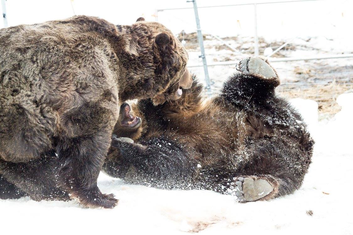 PHOTOS: Grouse Mountain grizzly bears emerge from hibernation - image