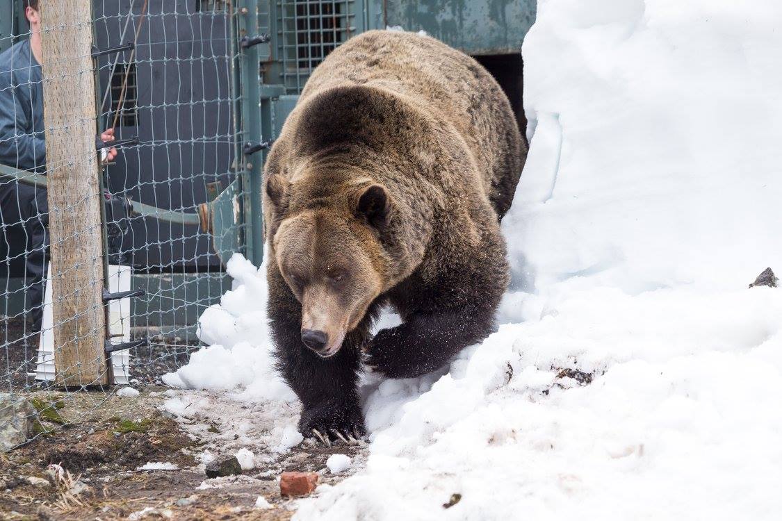 PHOTOS: Grouse Mountain grizzly bears emerge from hibernation - image