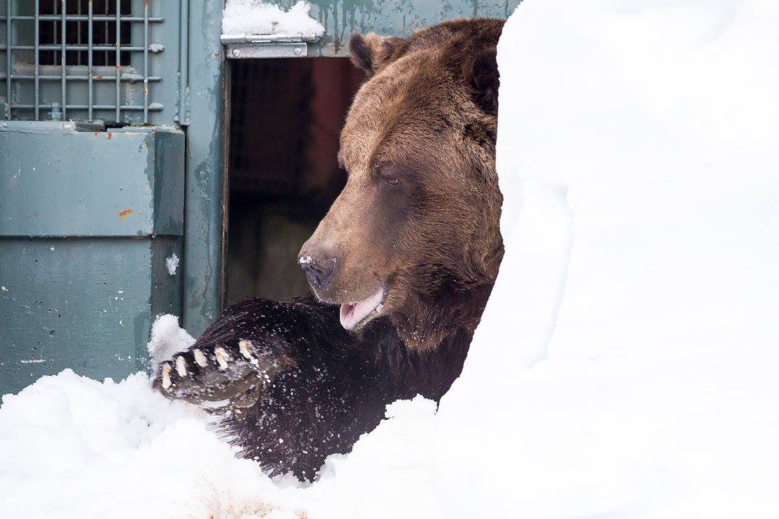 PHOTOS: Grouse Mountain grizzly bears emerge from hibernation - image