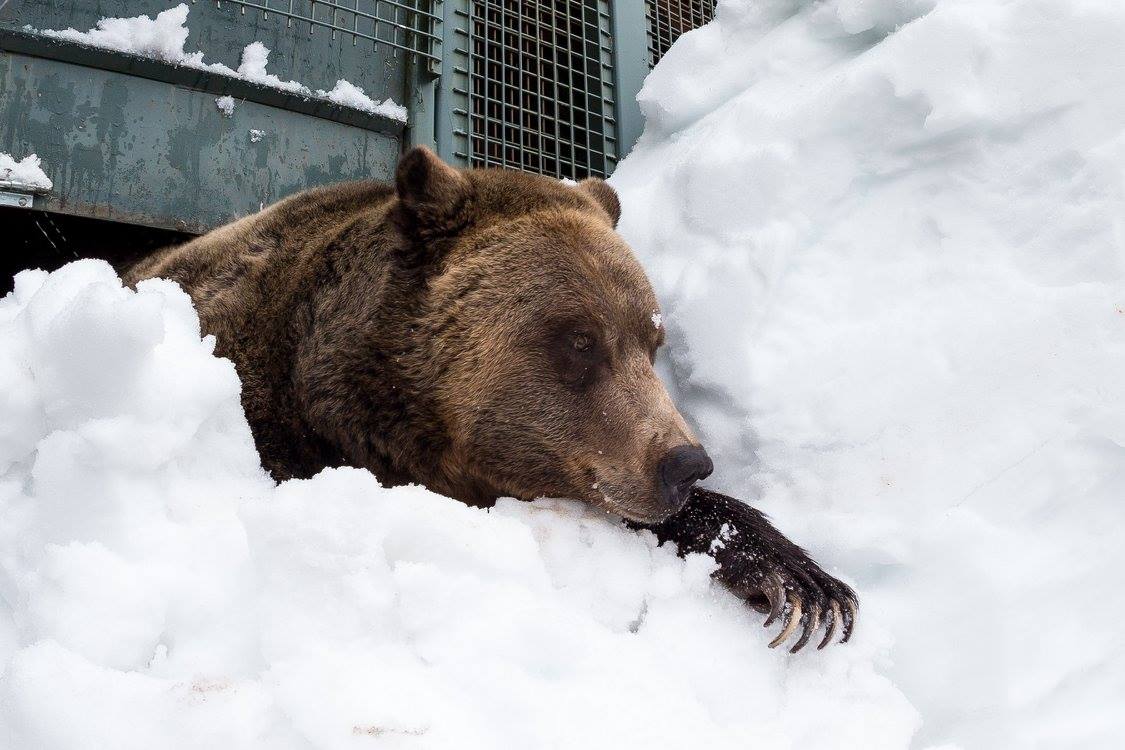 PHOTOS: Grouse Mountain grizzly bears emerge from hibernation - image