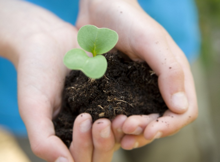 Ottawa pledges to save the 50 Million Tree planting program in Ontario.