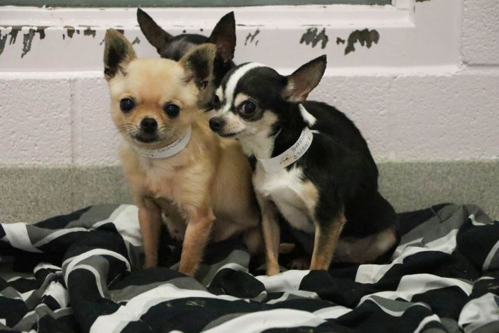 The Calgary Humane Society released photos of some of the 88 dogs seized from a Lethbridge home on March 24, 2017.
