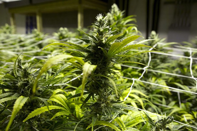 File photo. Surrey firefighters say there were multiple marijuana plants in the home which had a valid medical marijuana license.