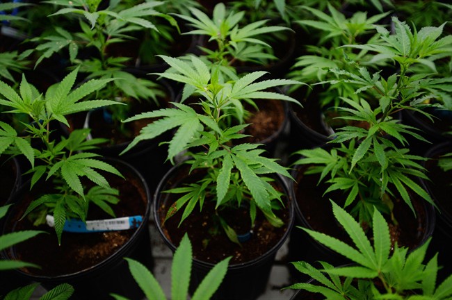 The move will leave it to U.S. attorneys where pot is legal to decide whether to aggressively enforce federal marijuana law.
