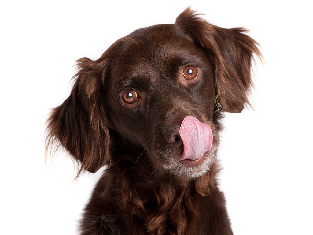 In a recent university study, scientists discovered that dogs can read human perception and interpret our behaviours better than previously thought. 