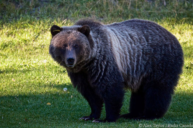 Bear 148.