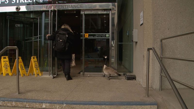 Canada Goose ‘Lucy’ returns to roost at Calgary City Hall - image