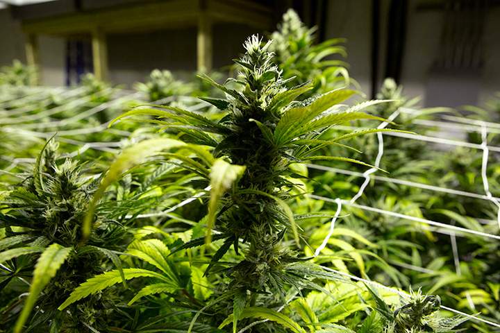 Pot legalization in Canada: Here’s what you need to know about proposed law - image