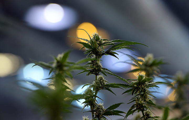 Flowering marijuana plants are pictured during a tour of Tweed in Smiths Falls, Ont., on Thursday, Jan. 21, 2016.