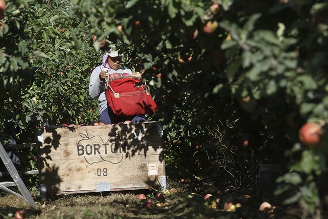 Wages for agriculture workers who harvest crops by hand are going up.