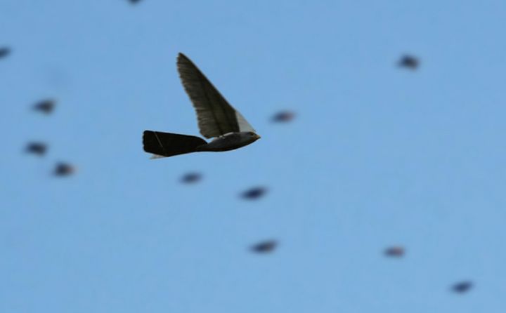 Edmonton International Airport plans to use “Robirds,” or drones that look incredibly similar to and mimic the movements of falcons, in order to keep real birds away from air traffic at its facility.