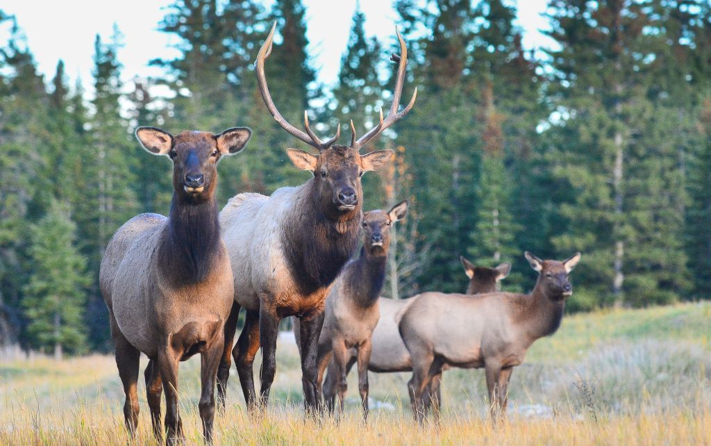 The size of a wildlife corridor in the Bow Valley among concerns for wildlife conservationists.  