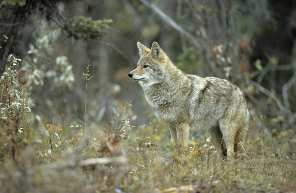 A Hamilton pet owner is calling for more signage on local trails after his dog was killed by a pack of coyotes while hiking.