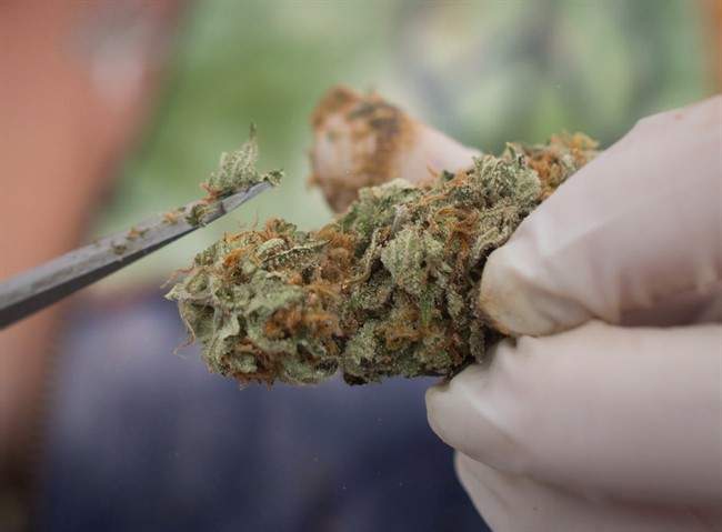 A vendor trims marijuana with scissors during the annual 4-20 cannabis culture celebration at Sunset Beach in Vancouver on April 20, 2017.