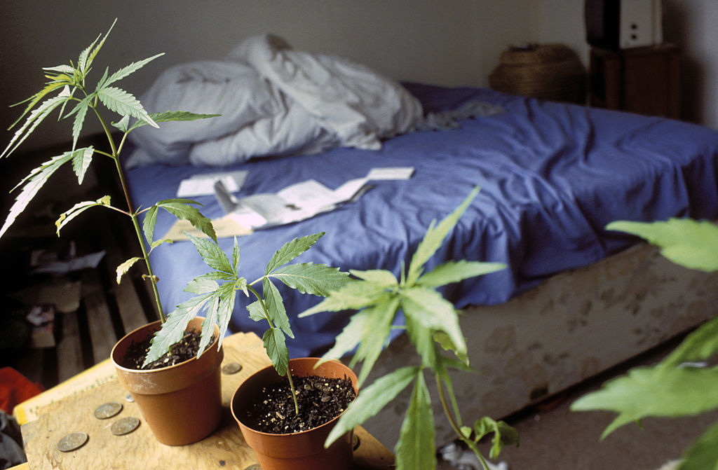Will NASA pay you to lie in bed for three months and smoke pot? The answer will not surprise you one little bit. 