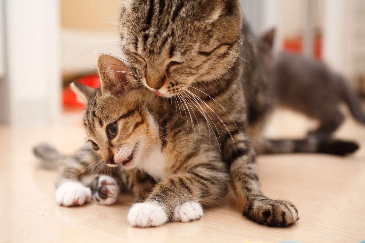 The cats (not shown) are still being looked at by veterinarians, so they are not available for adoption at this time.​.