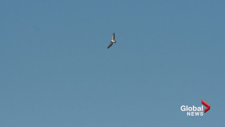 Calgary residents are complaining of a hawk attacking people in the Victoria Park neighbourhood.