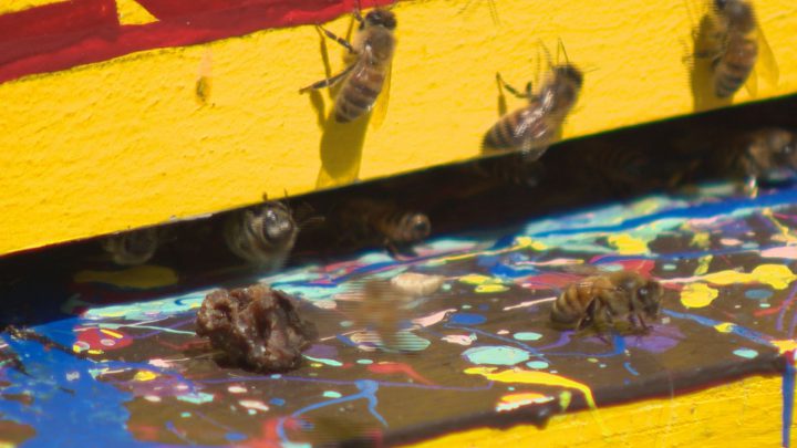 Rooftop beekeeping at Saskatoon restaurant is all the buzz on Broadway - image