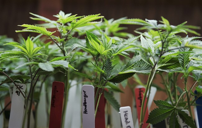 Marijuana plants on display at a medical marijuana provider in downtown Los Angeles.
