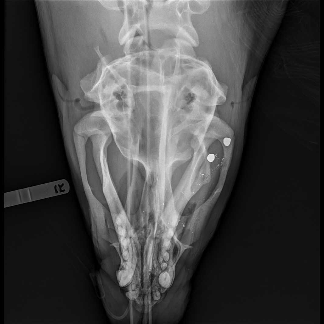 An x-ray of Señor Cinco’s head. The small white dots are bullets.
